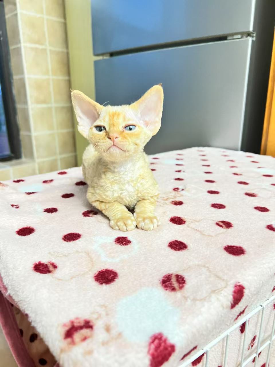自家繁殖精品德文卷毛猫宝宝，品相极好，价格不高